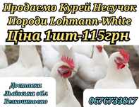 Продаємо Курей Несучок