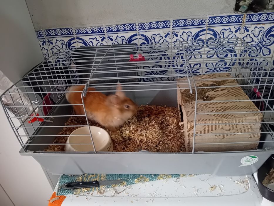 Coelho anao holandes