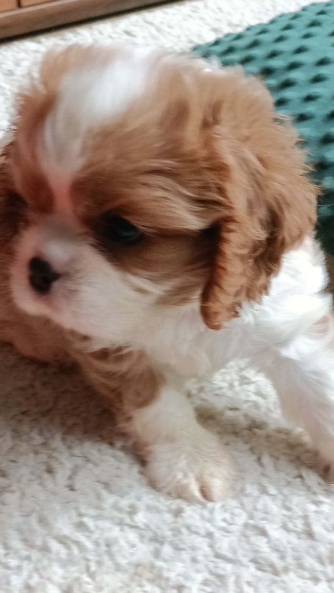 Cavalier King Charles spaniel pies
