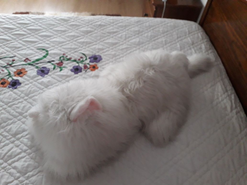 Peluche gato branco grande