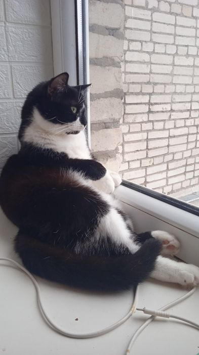 Киця стерилізована