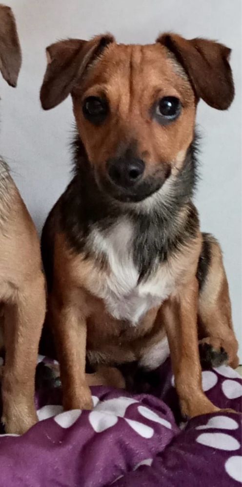 Urocze pieski do adopcji