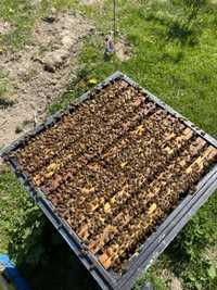 Rodziny pszczele/ Dadant