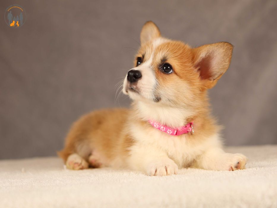 Welsh Corgi Pembroke ZKwP FCI - po Championie