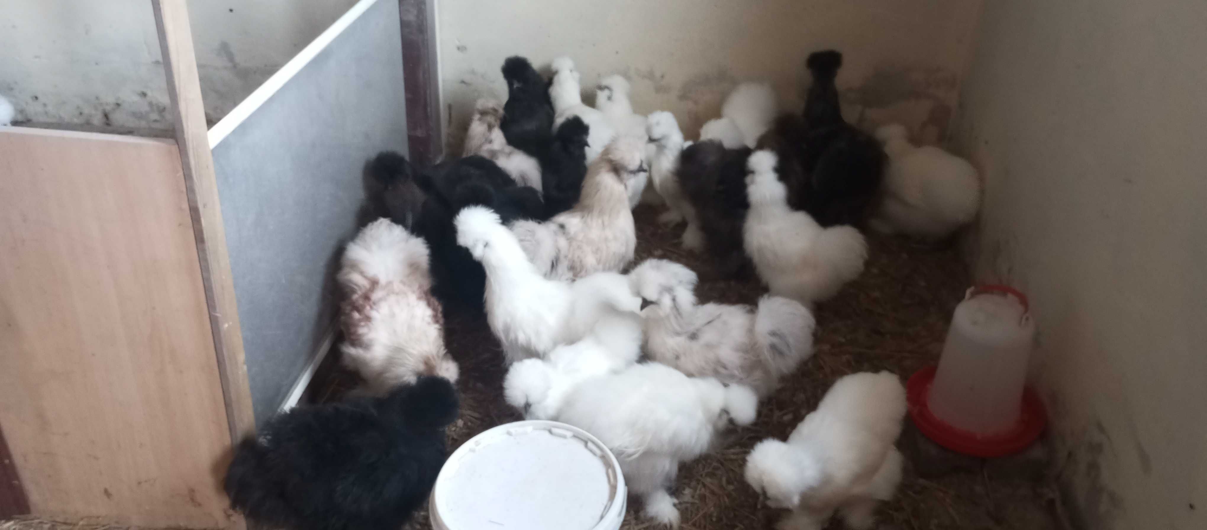Kury silki jedwabiste młode POLECAM