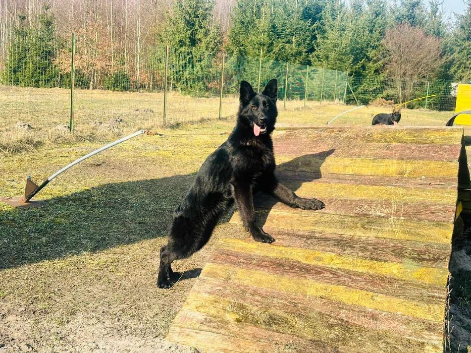 Owczarek niemiecki czarny pies zaszczepiony odrobaczony