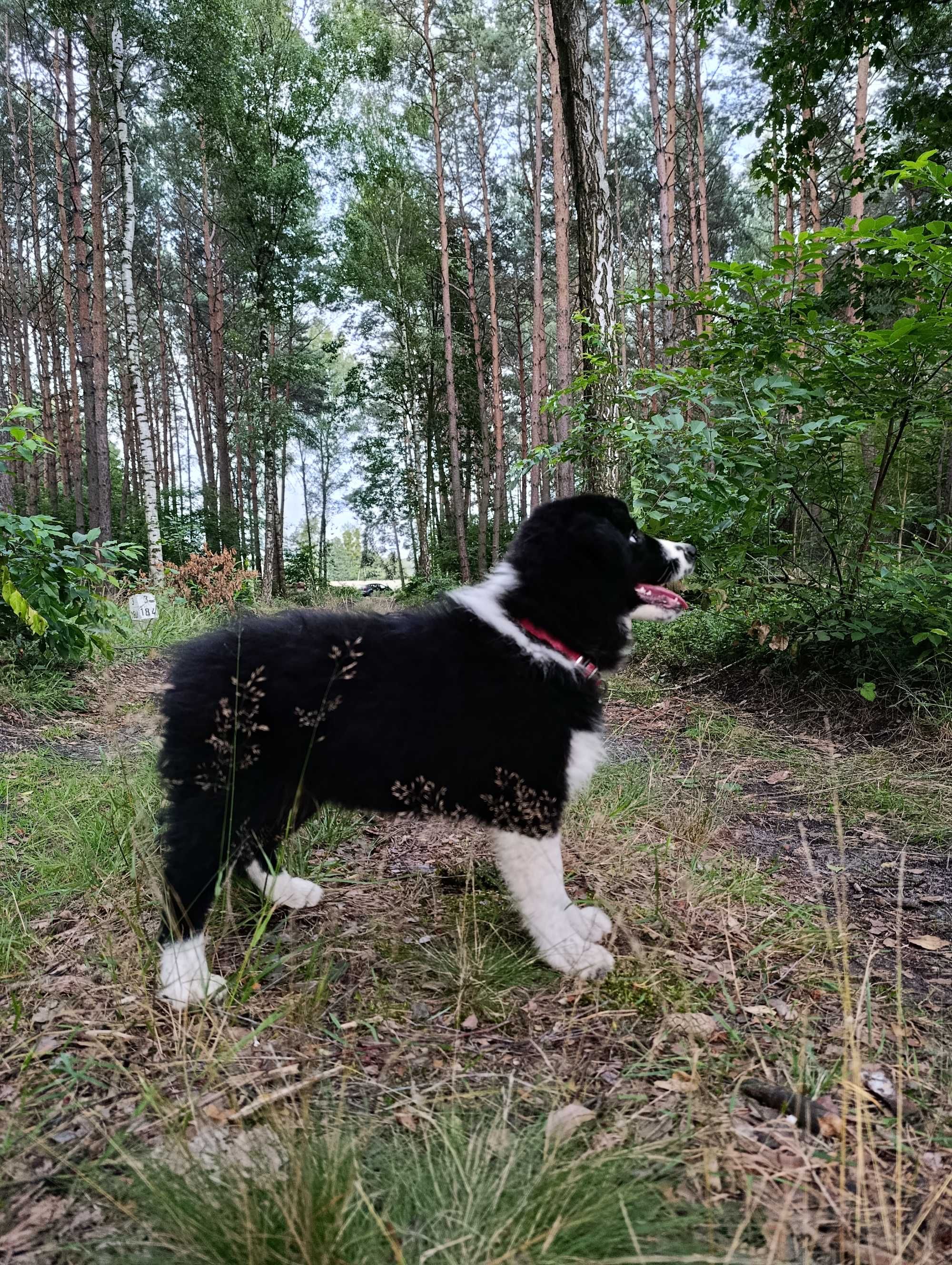 Wyjątkowy piesek Border Collie FCI - gotowy do kochania!