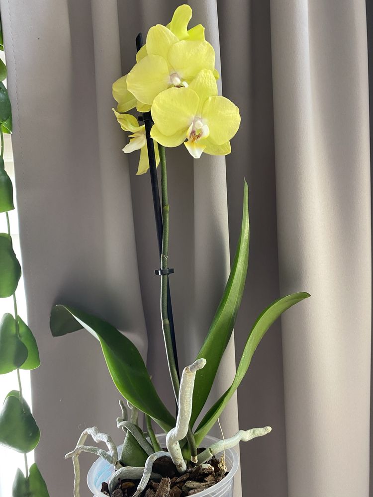 Жовта орхідея