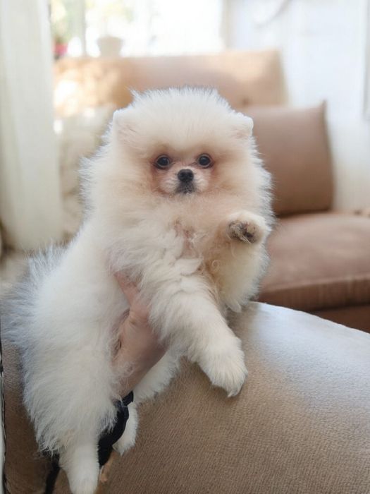 Мамулин львенок померанец