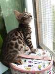 Бенгальский кот-котенок