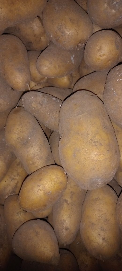 Пропоную домашню велику картоплю