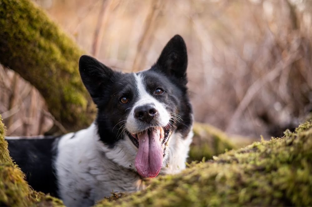 Mix ras Border Collie i Siberian Husky. Mądry, piękny i przyjazny pies