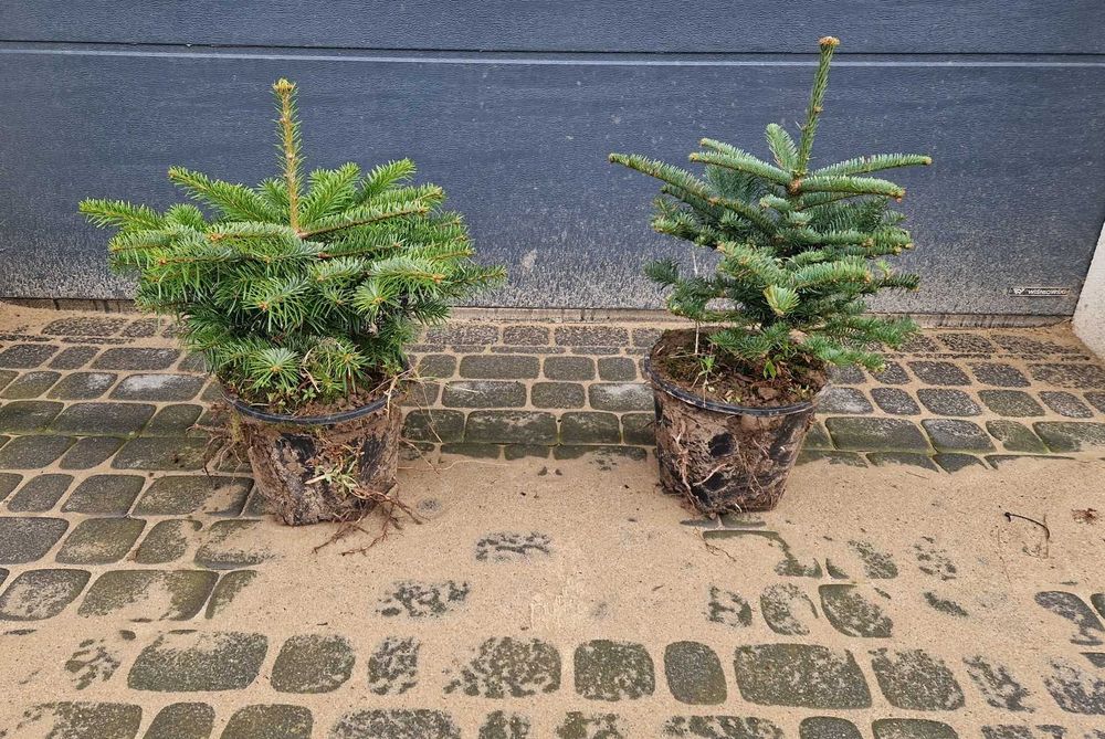 Jodła Kaukaska (Abies Nordmanniana) w donicy ukorzeniona 30 cm