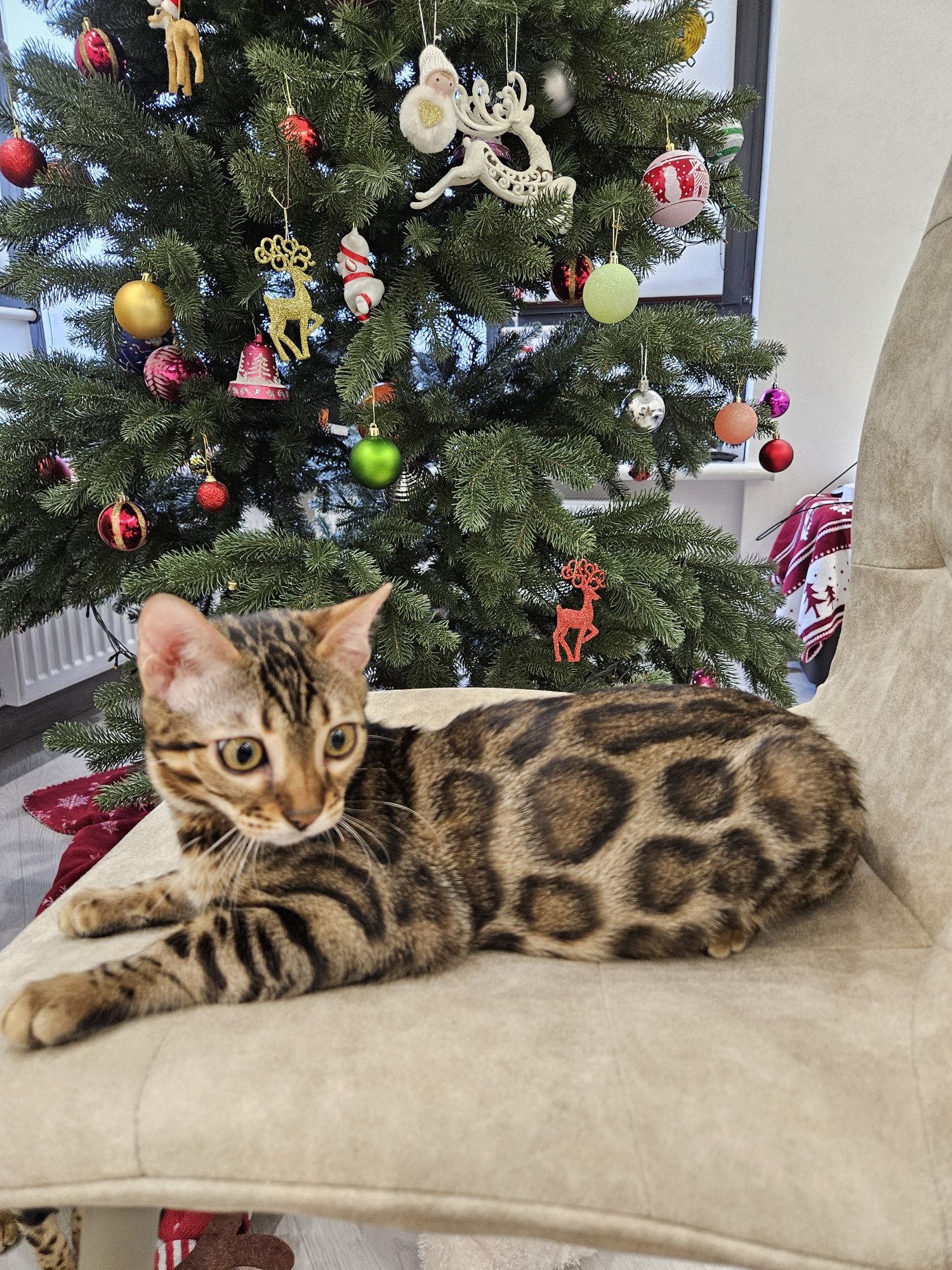 Кошенята бенгальські