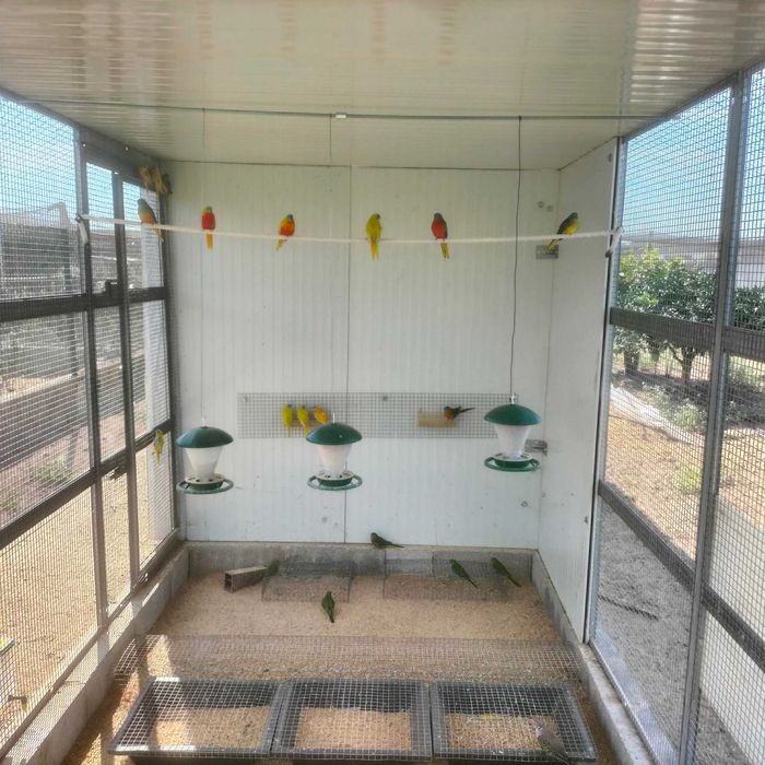 Venda Vários Lotes Periquitos Turquoisines Selvagens e Clássicos