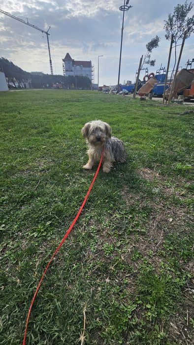 Yorkshire terrier Macho