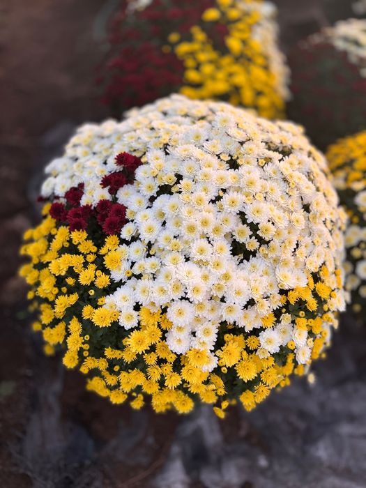 Chryzantemy drobno-kwiatowe HURT (detal inna cena)