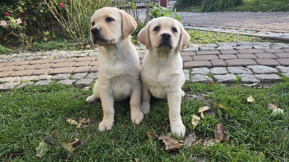 Labrador Retriever, biszkoptowy szczeniak! Już do odbioru!