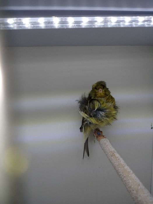 Kanarki Mehringery z 2023 i 2024r.