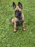 Owczarek Belgijski Malinois FCI