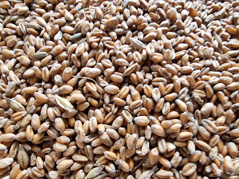 Pszenica ozima  Hyvega Owies ozimy