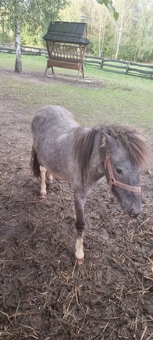 Klaczka 5 lat spokojna