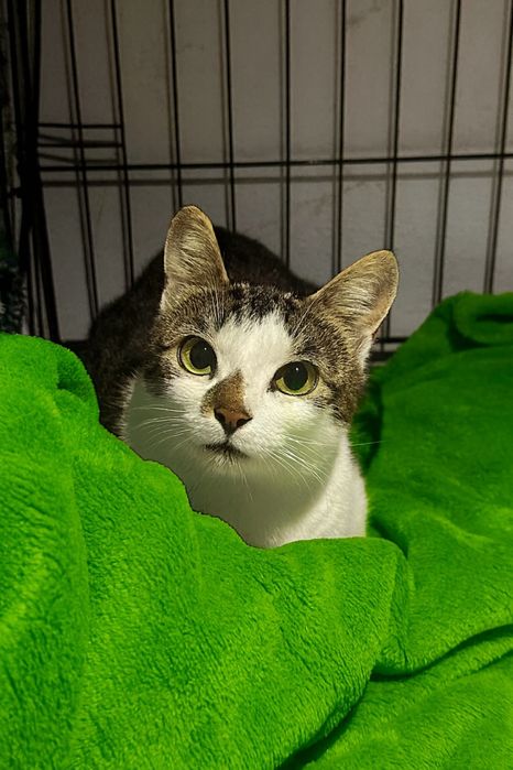 Niespełna roczna Klusia zabezpieczona na strychu , prosimy o domek :(