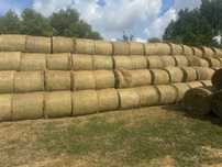 Suche siano w belach 125