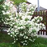 JAŚMINOWIEC Dame Blanche - sadzonki w doniczkach