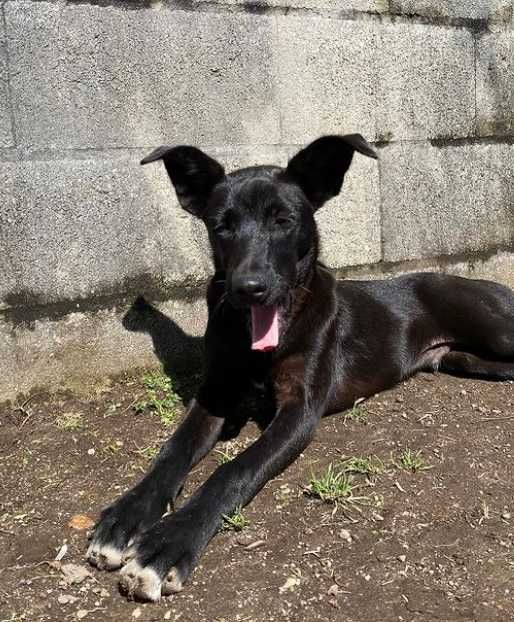 Cão para adoção (Neptuno)