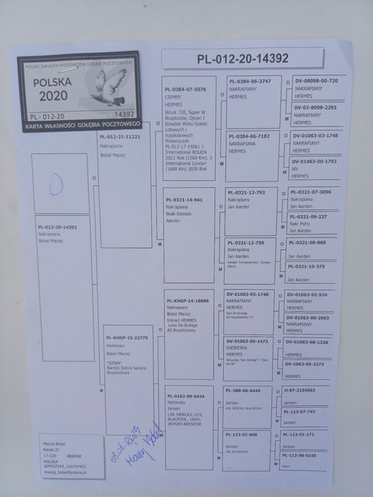 Gołębie pocztowe