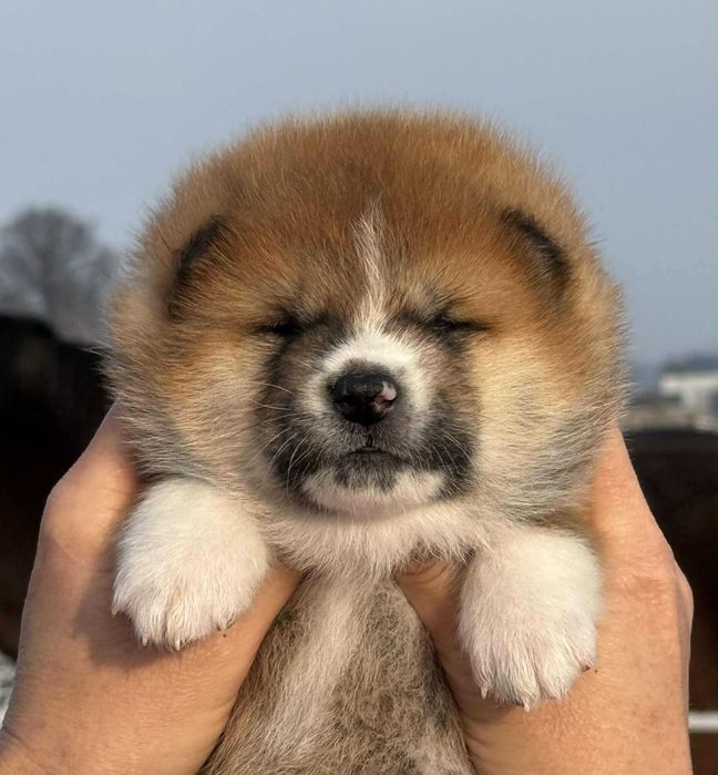 Akita Japońska*czerwony samiec*hodowla ZKwP
