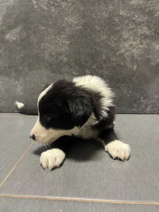 Border collie femea 2 meses