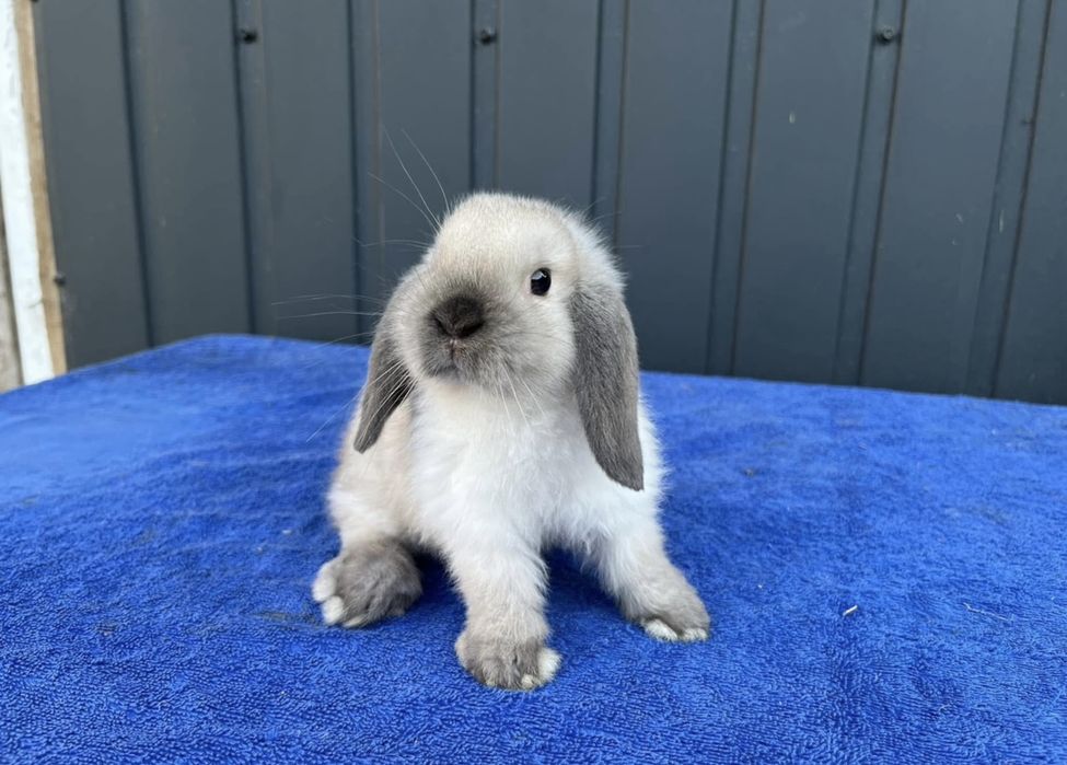 Karzełek Baranek Syjamski - Rodowód Mini Lop Królik Króliki Miniaturka