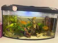 Oddam akwarium w dobre rece
