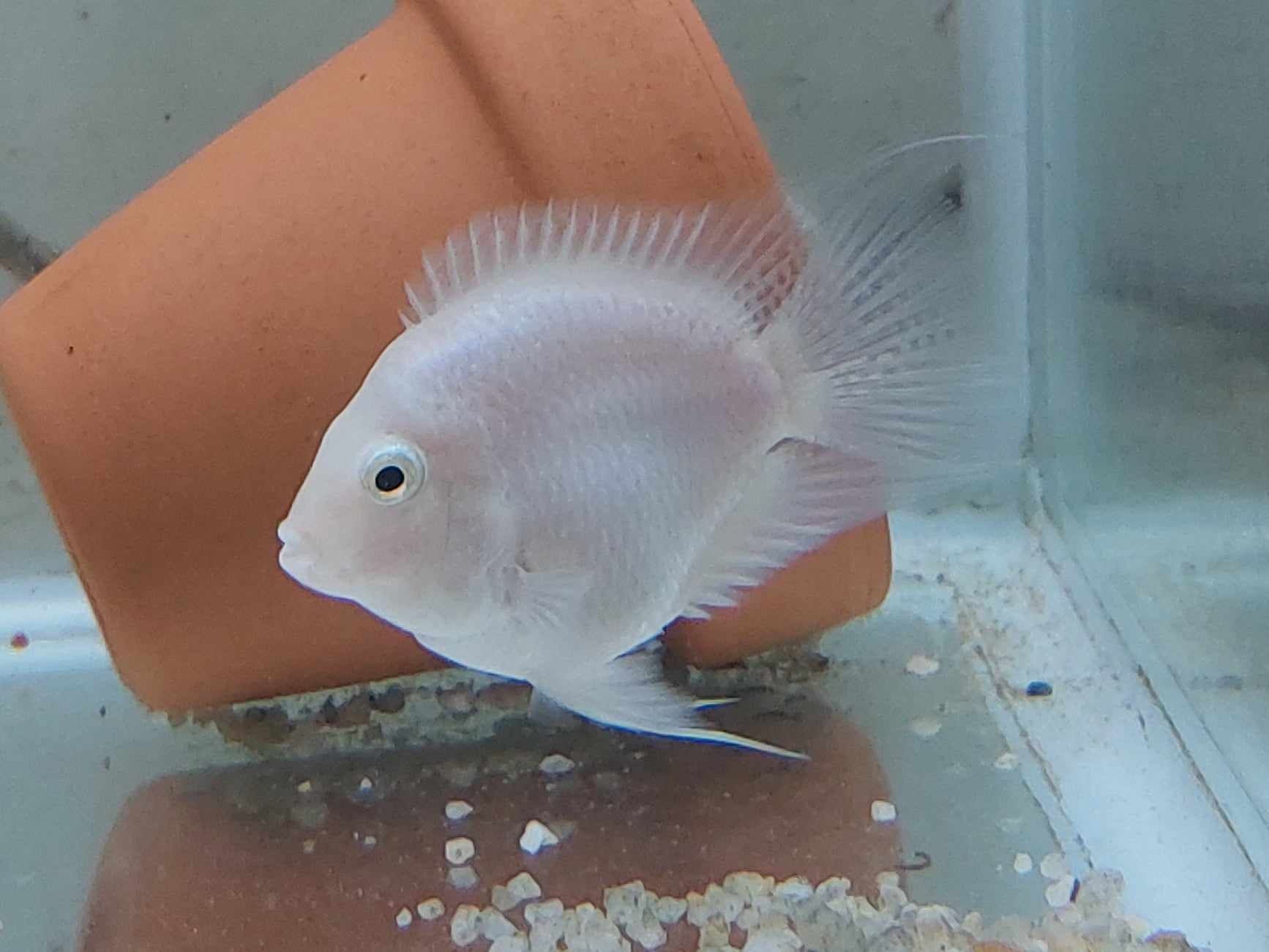 Papagaio anão (Parrot fish)