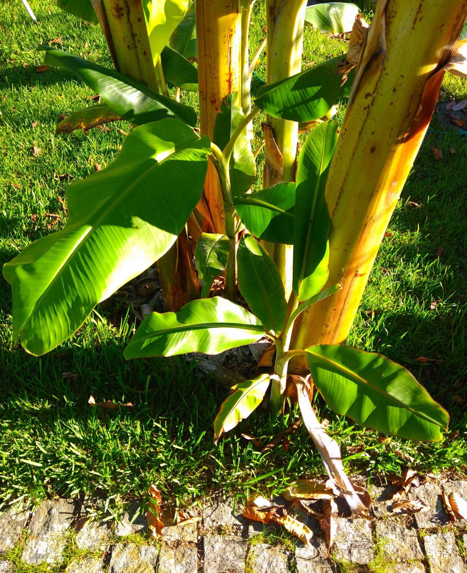 Plantas Tropicais - Bananeiras com fruto