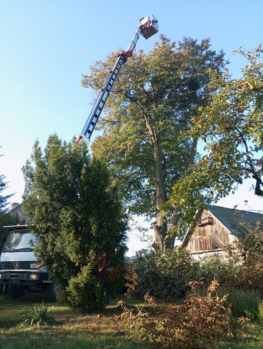 Wycinka drzew/Karczowanie/Rębak/Zwyżka/Malowanie/Mycie/Drewno opałowe