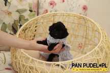 Pudel Toy/Teacup Kochana Suczka Czarna Z Białym Niedługo Odbiór