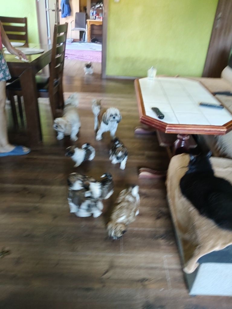 Piesek shih TZU z metrykom