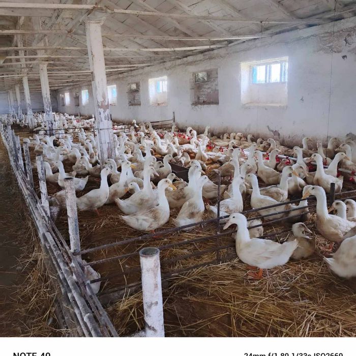 Качка живою вагою,добове каченя постійно в наявності .