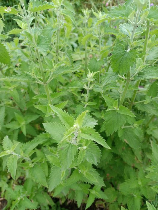 Sadzonki chrzanu zioła