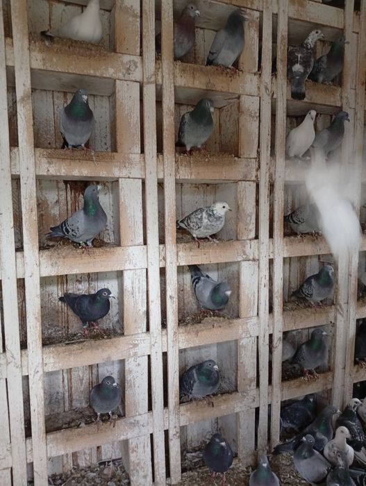 Gołębie pocztowe sprzedam