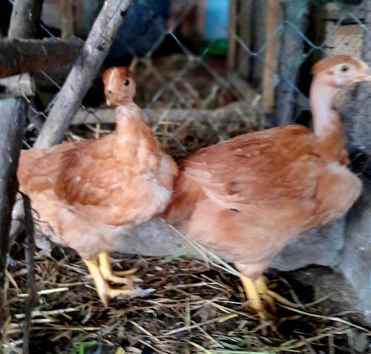 Frangas de poedeiras