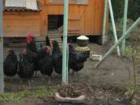 jaja lęgowe kur rasy australorp