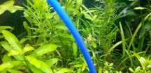 Vendo guppys alevinos de endler