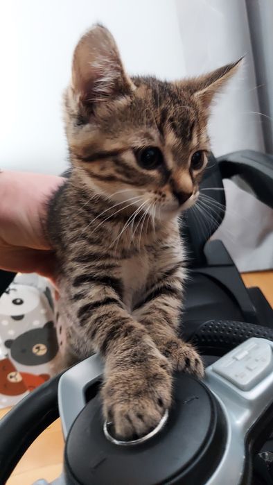 Piękna kotka szuka domu