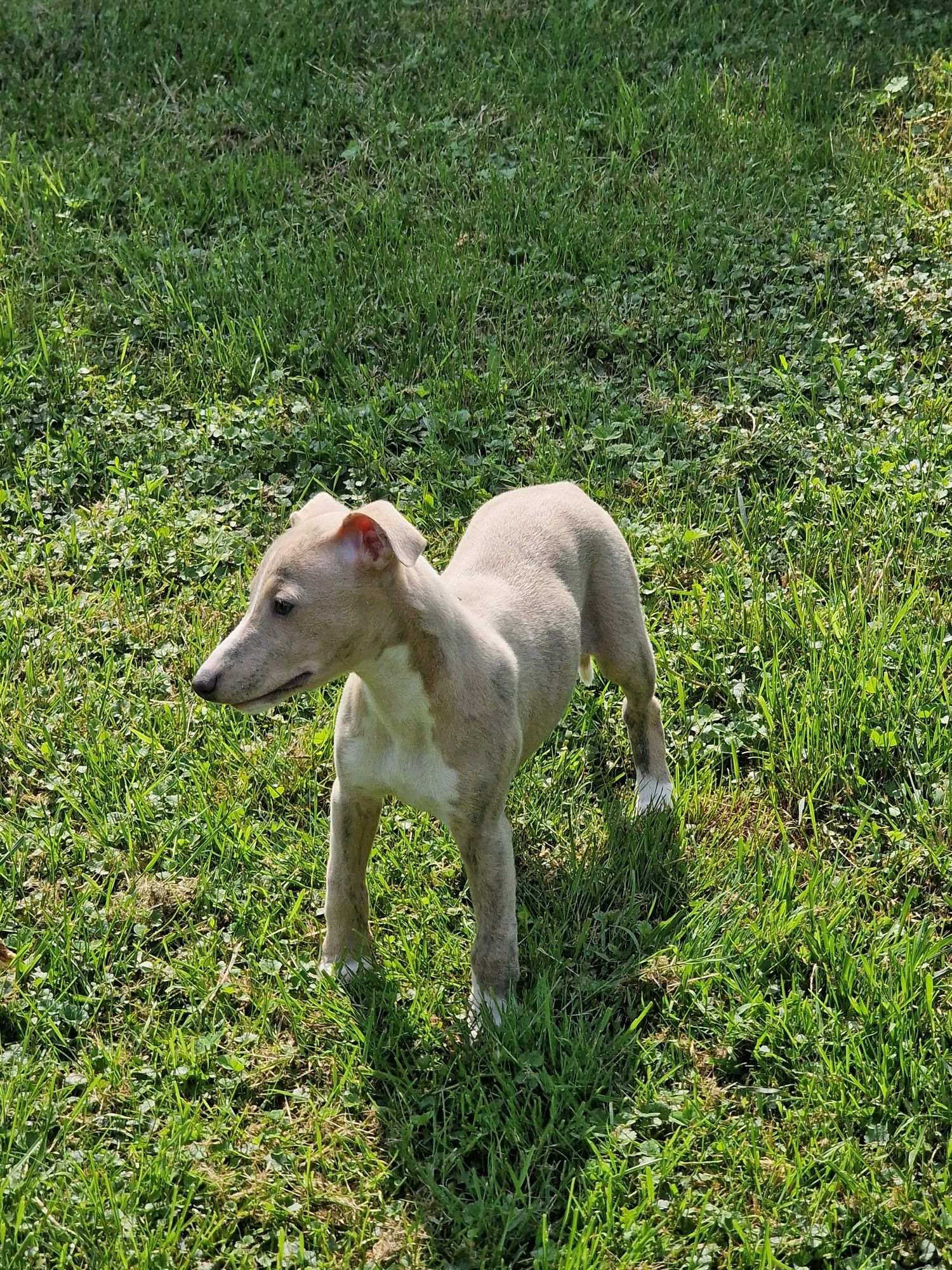 Whippet - błękitno pręgowany chłopiec