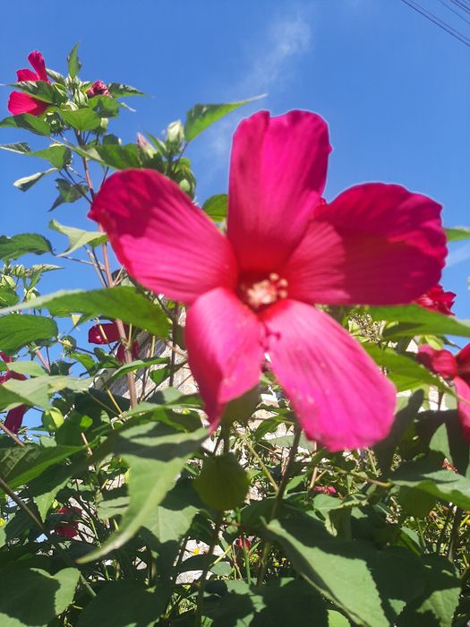 Саджанці гібіскуса, магнолії, сакури