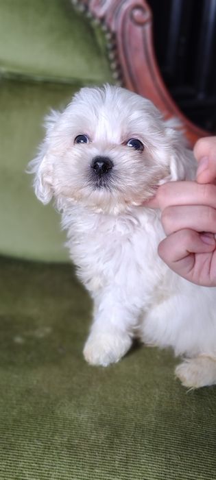 Maltańczyk śliczna suczka